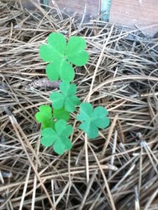 Shamrocks